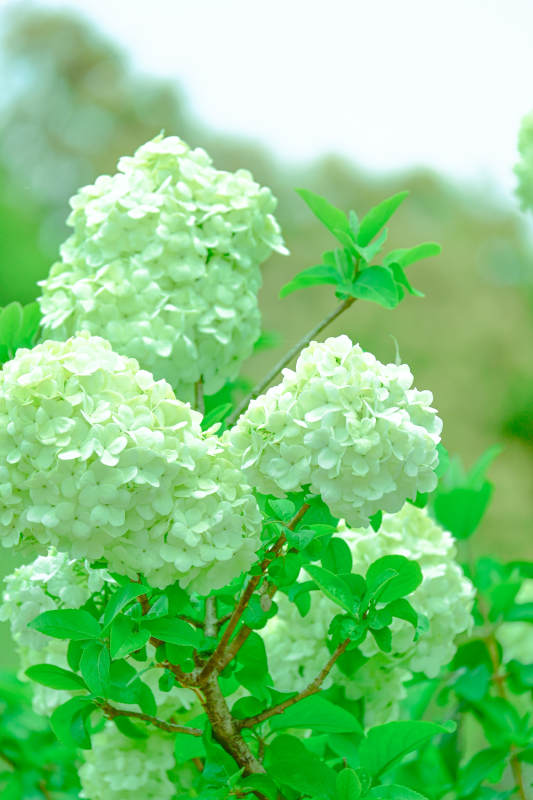 绿意盎然的白色绣球花图片