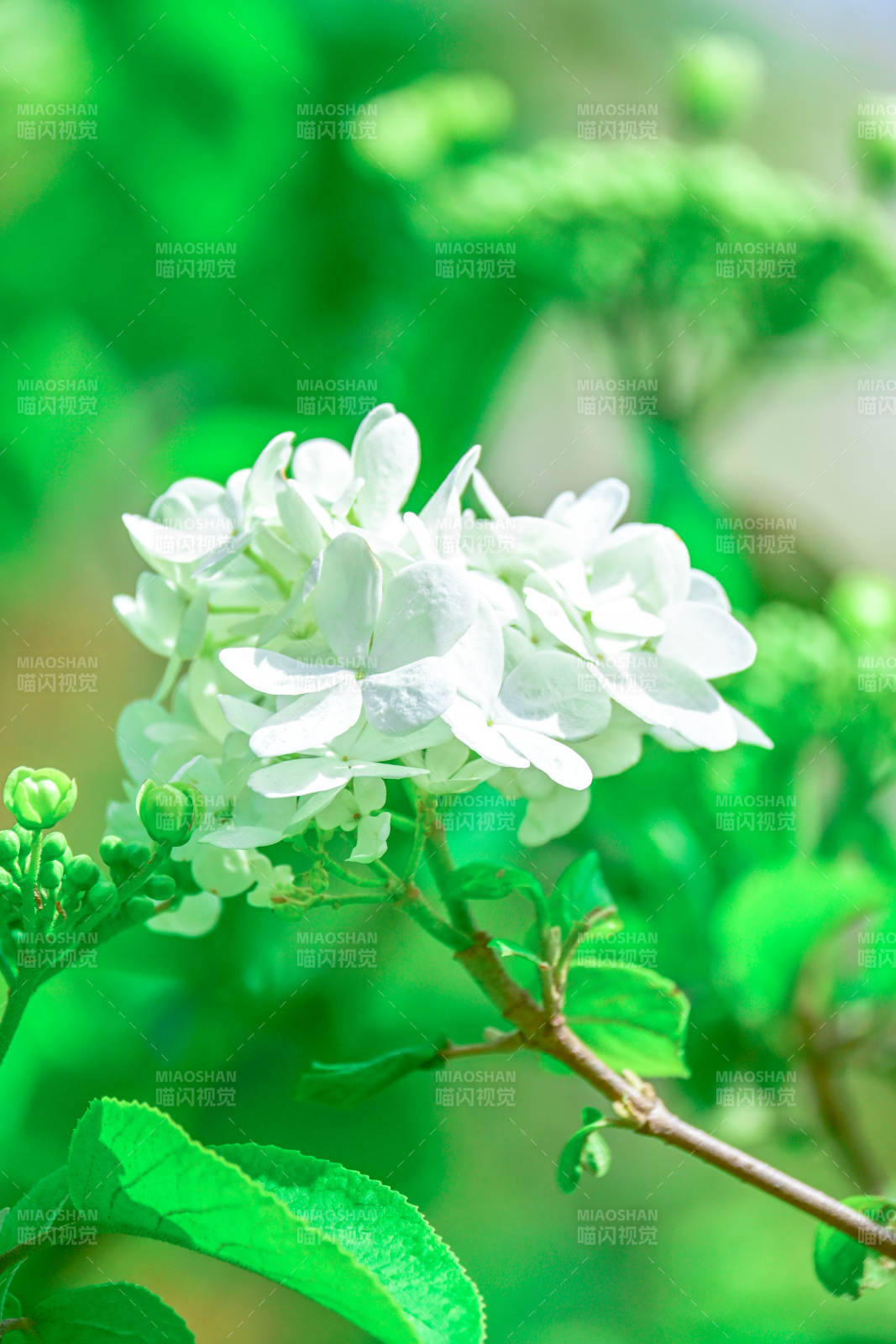 绿叶衬托的白色花朵图片