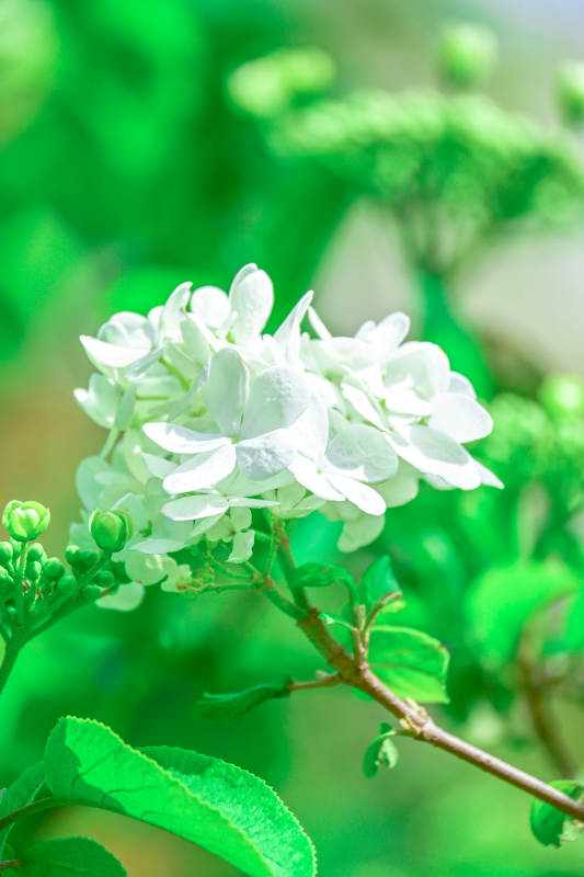 绿叶衬托的白色花朵图片