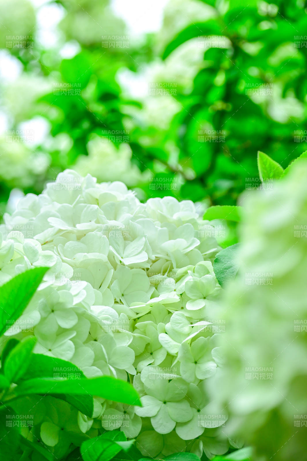 白色绣球花的清新之美图片