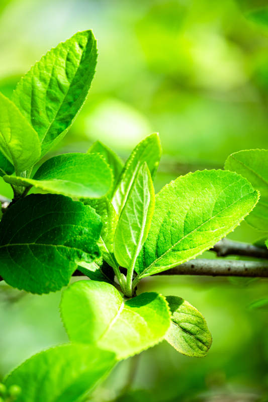 绿叶新生 生机盎然图片