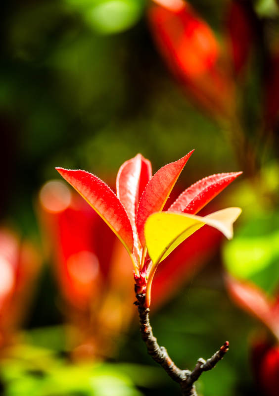 红叶新生 春意盎然图片