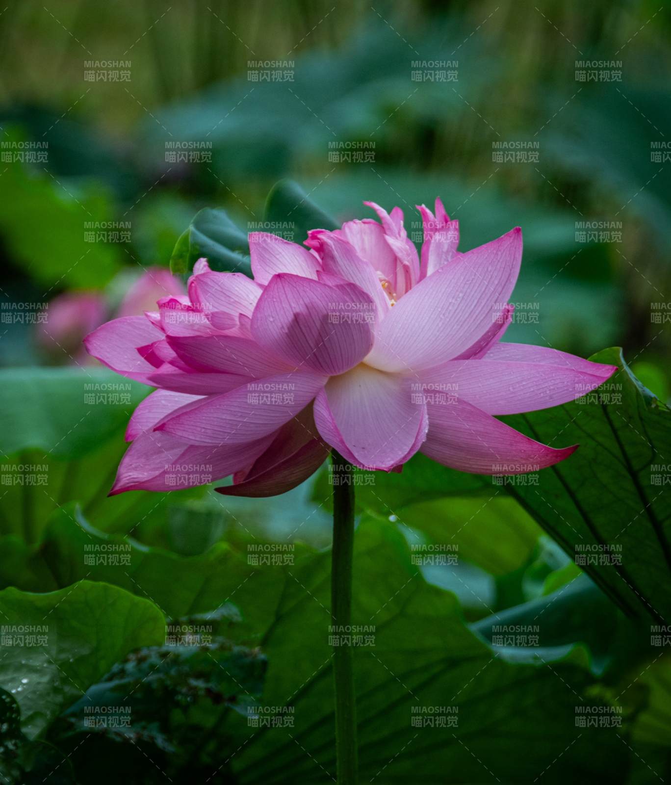 粉嫩莲花静谧绽放图片