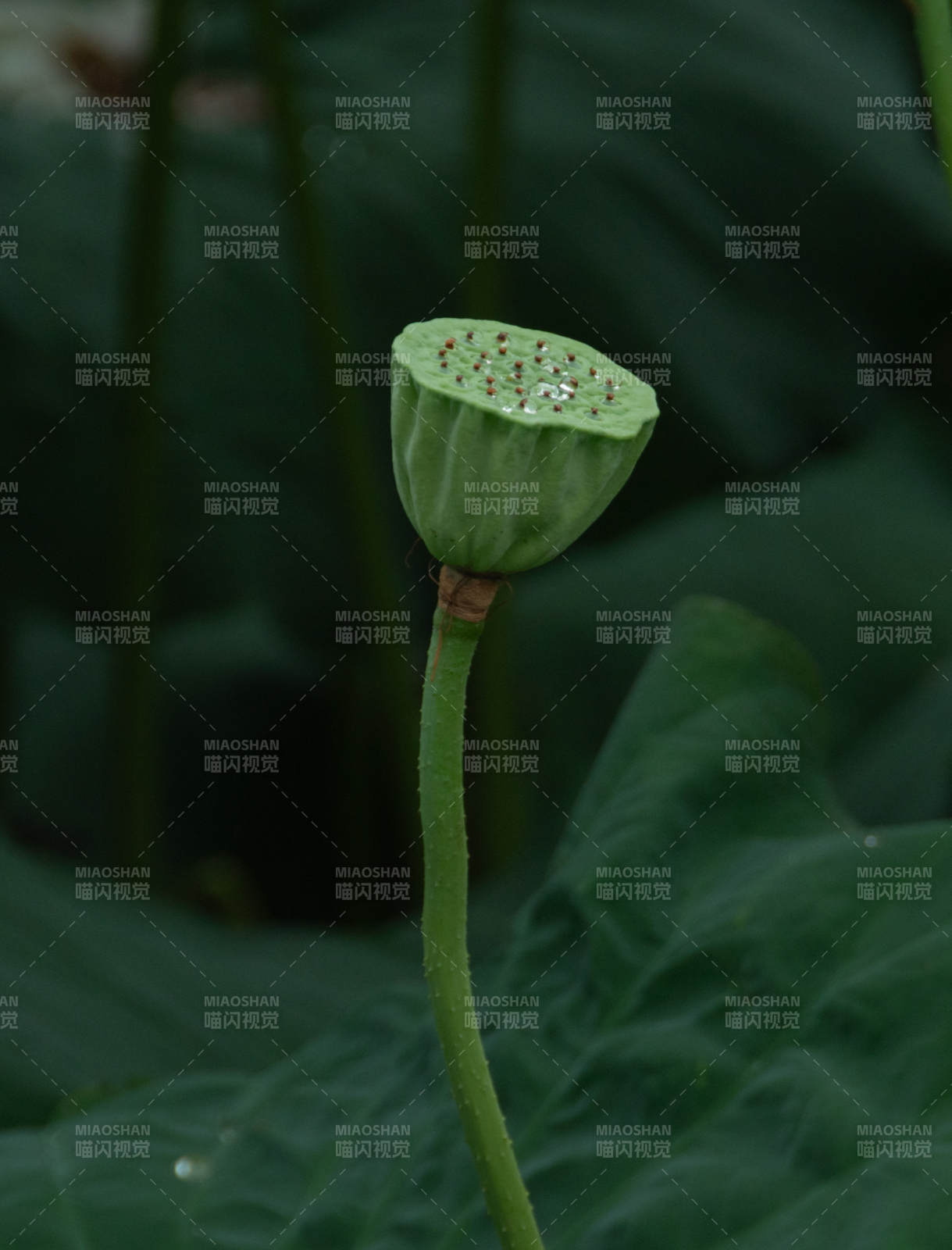 绿色莲蓬特写图片