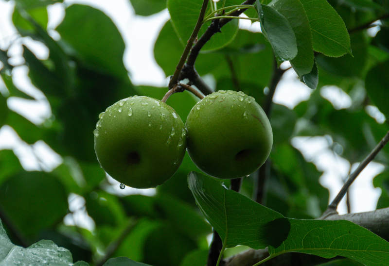 雨后青果挂枝头图片