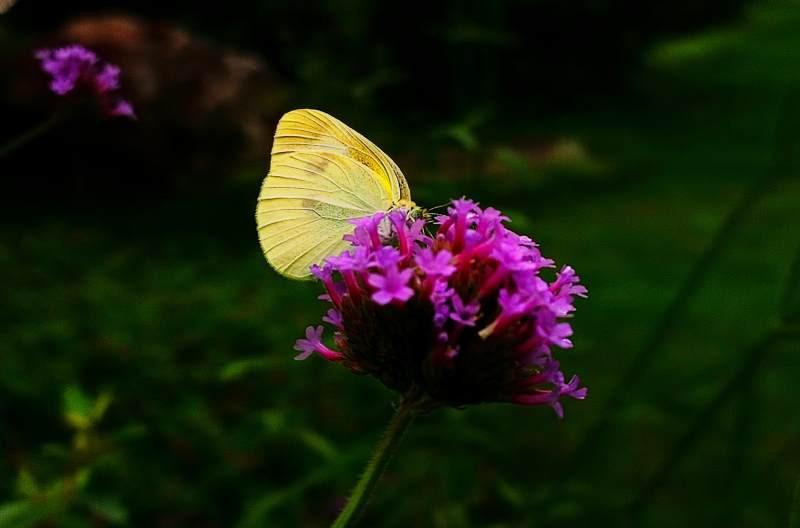 蝴蝶停驻紫花上图片