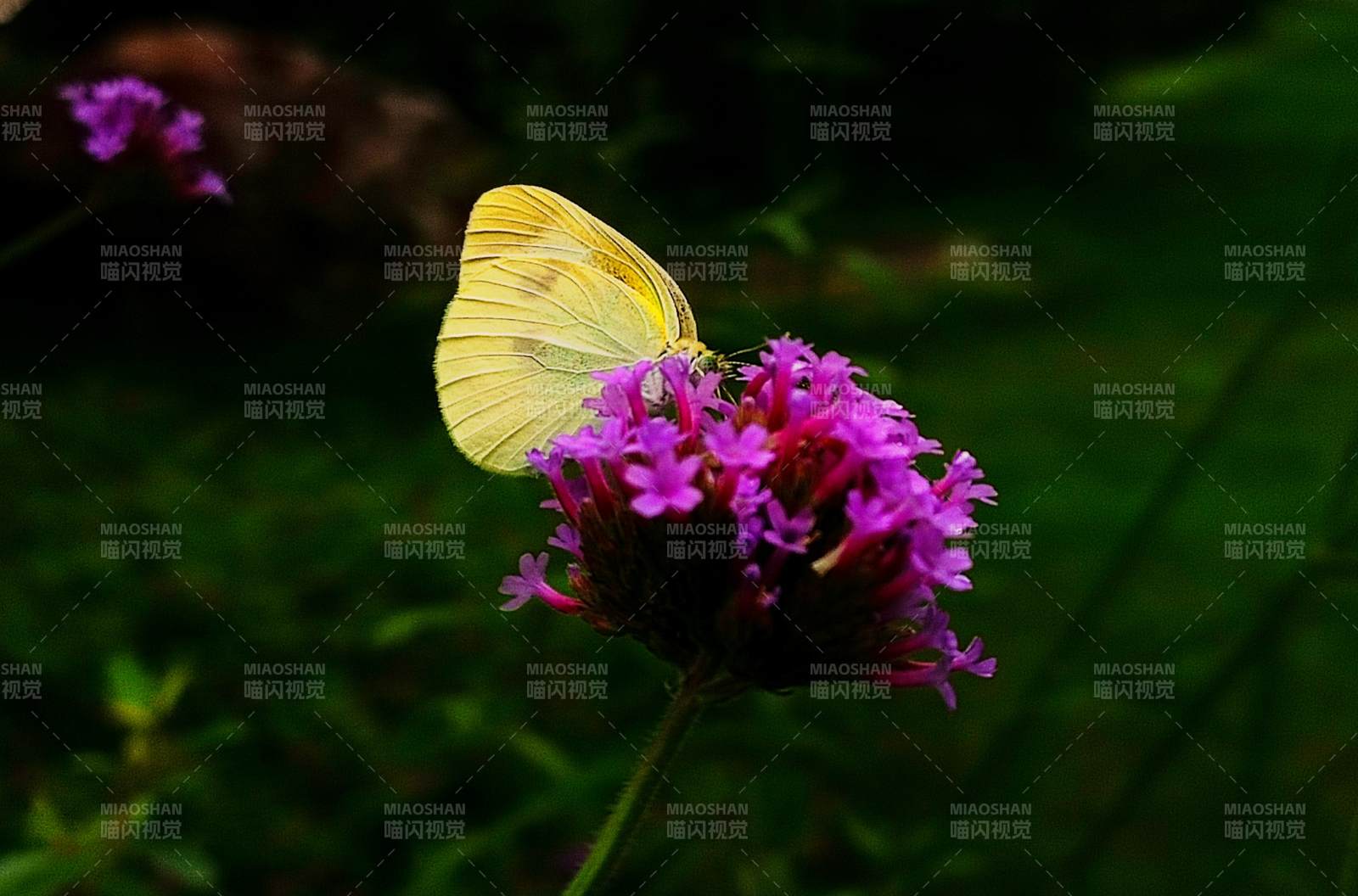 蝴蝶停驻紫花上图片