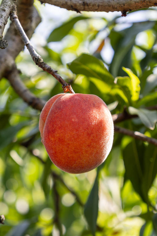 树上成熟的桃子特写图片