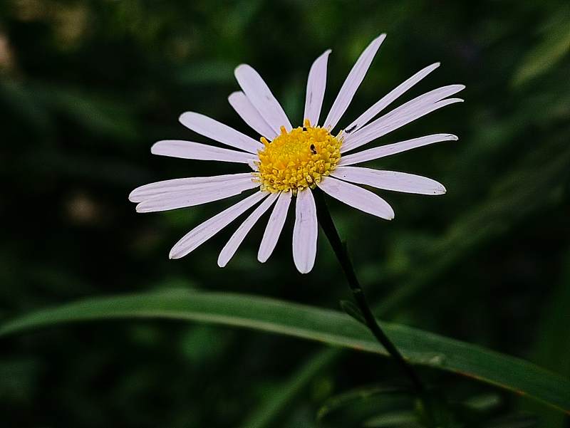 野菊绽放 自然之美图片