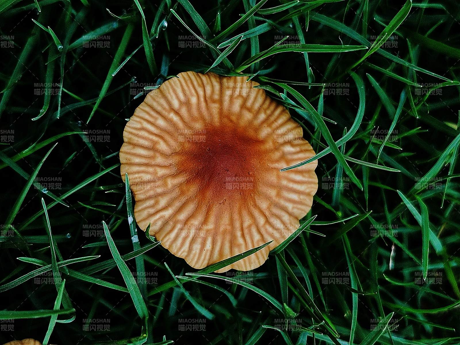 草地上的橙色蘑菇图片