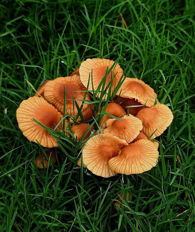 橙色蘑菇群生于绿草中图片