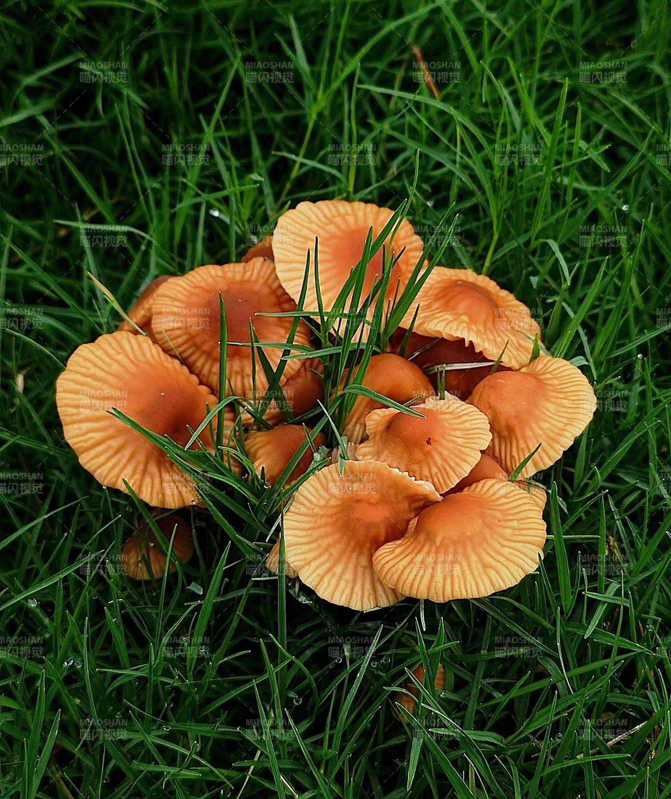 橙色蘑菇群生于绿草中图片
