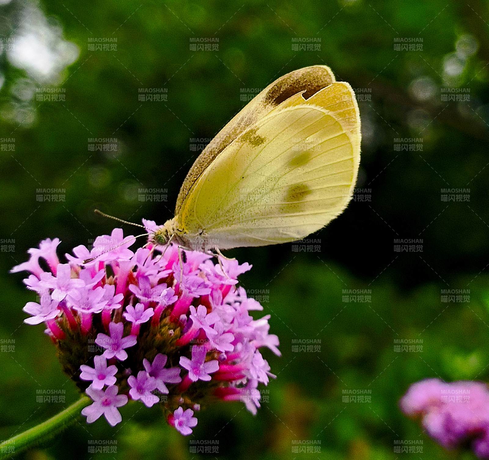 蝴蝶停驻紫花上图片