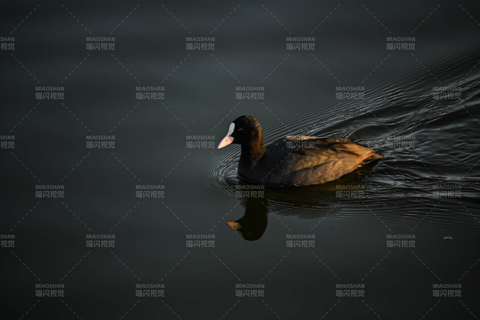 湖面孤鸭静影图片