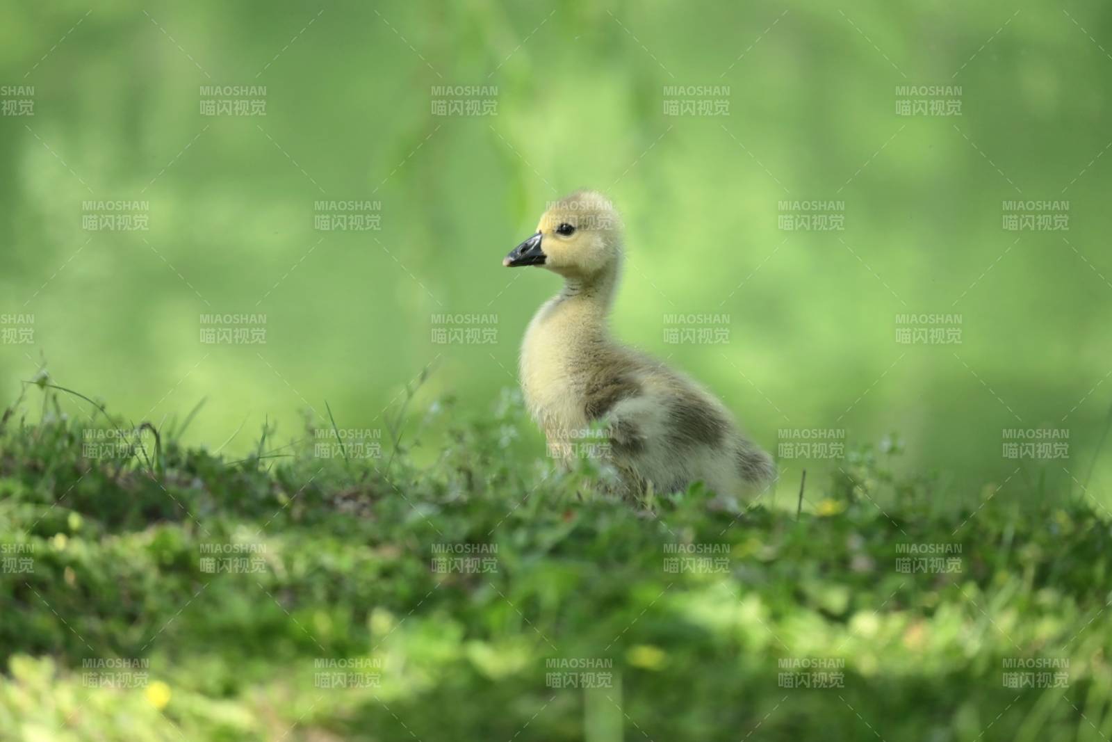 小鹅在草地上探索图片