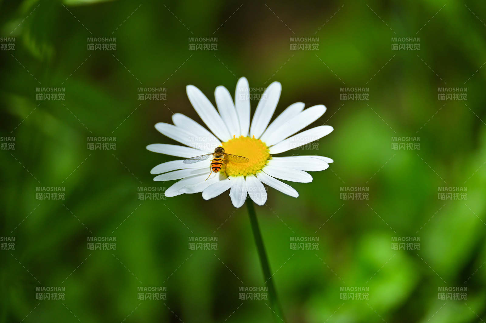 蜜蜂采蜜在雏菊上图片