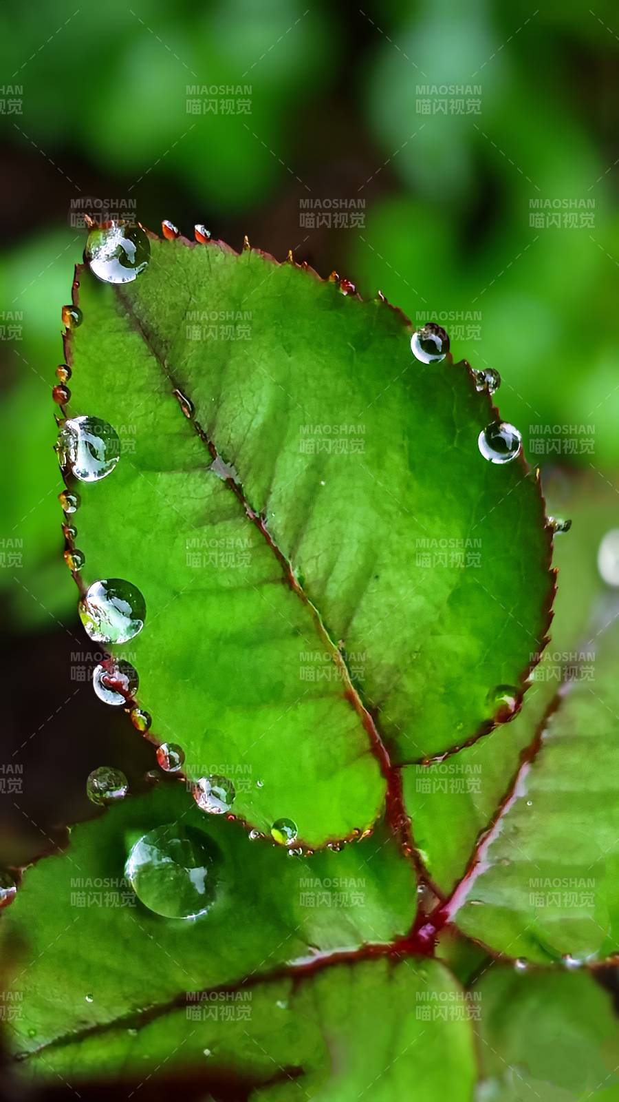 绿叶上的露珠晶莹剔透图片
