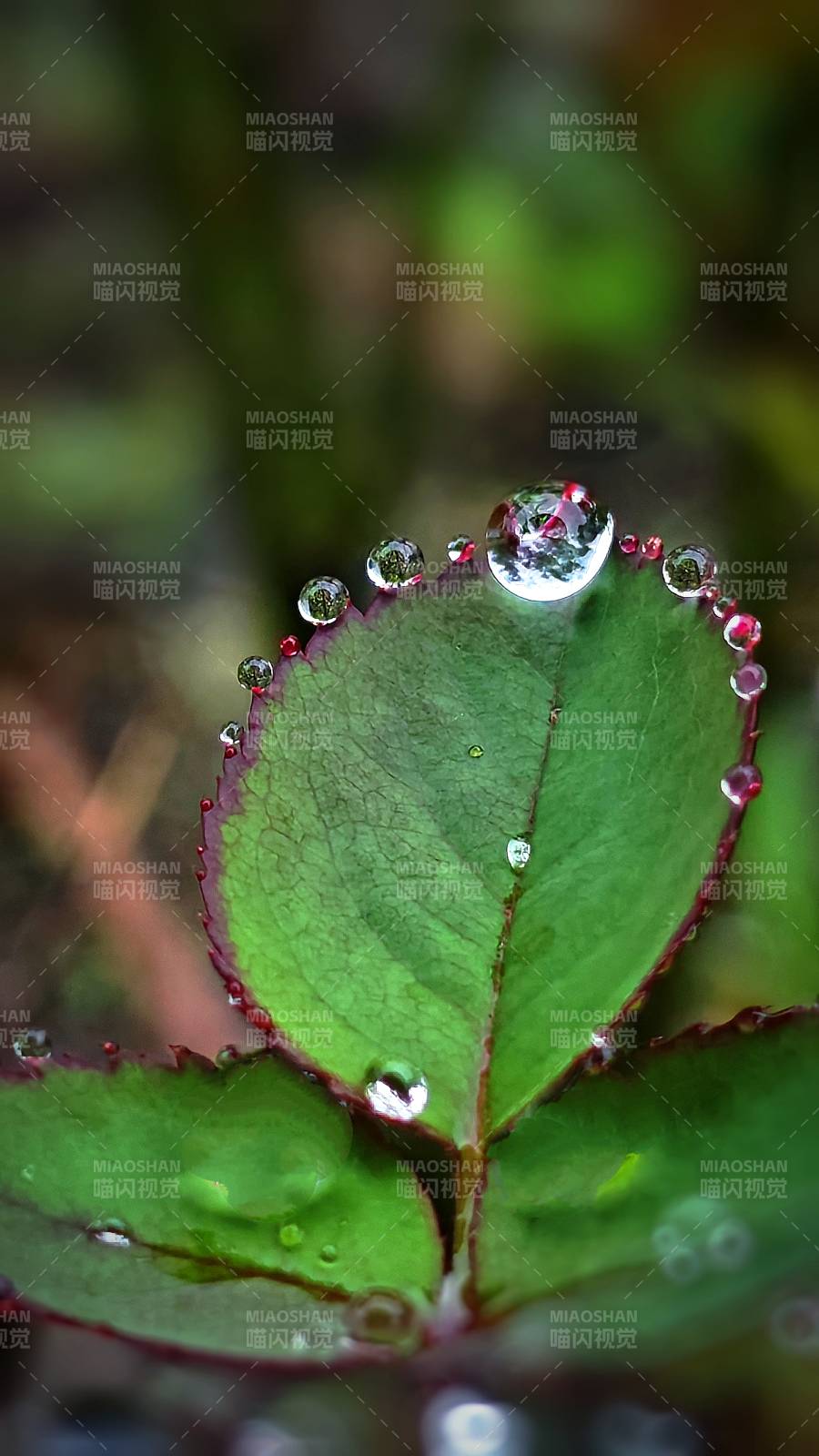 绿叶上的露珠晶莹剔透图片