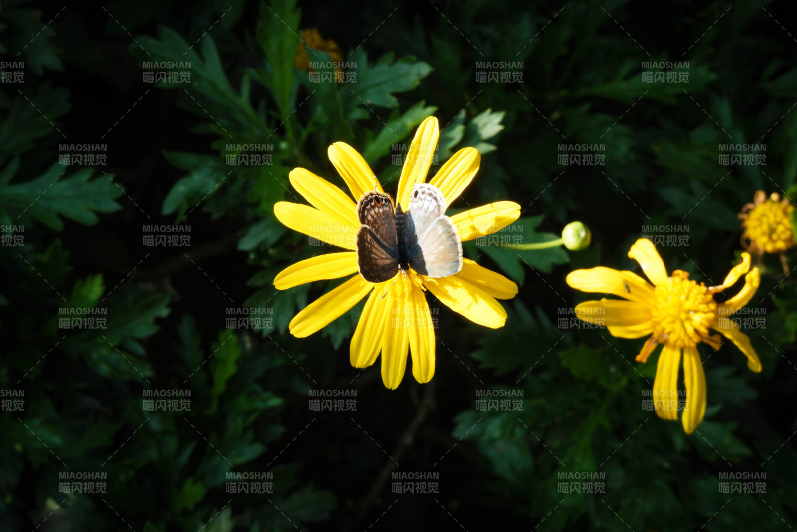 蝴蝶停驻黄花之上图片