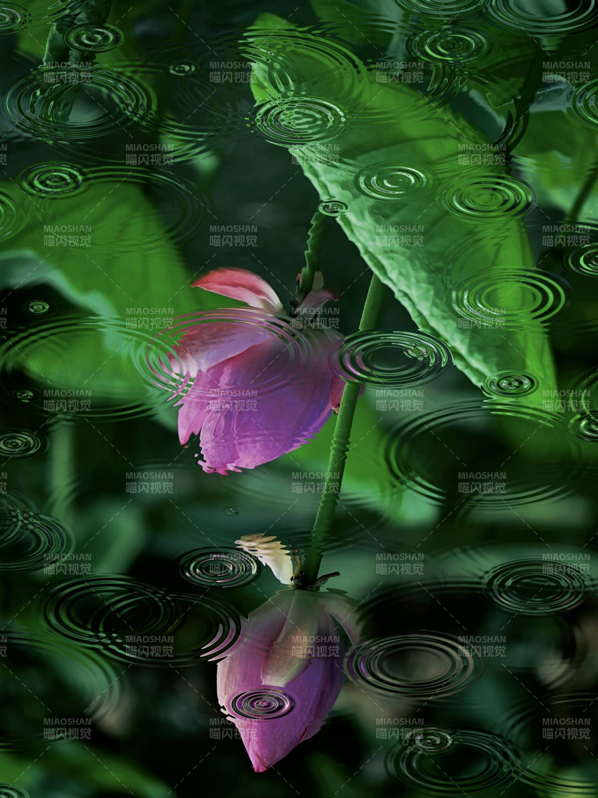 雨中莲花静谧美图片