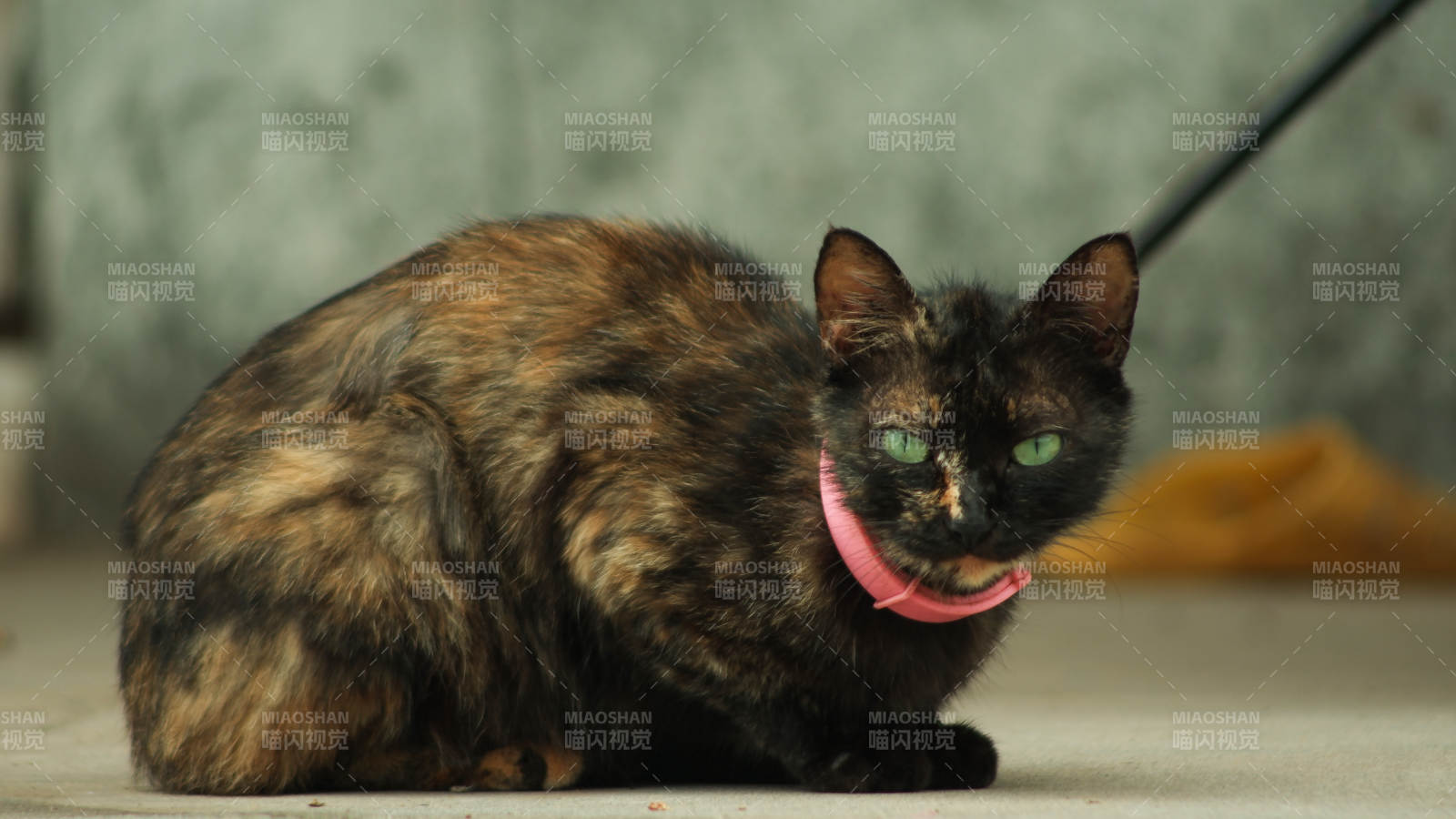 戴着粉色项圈的猫咪图片