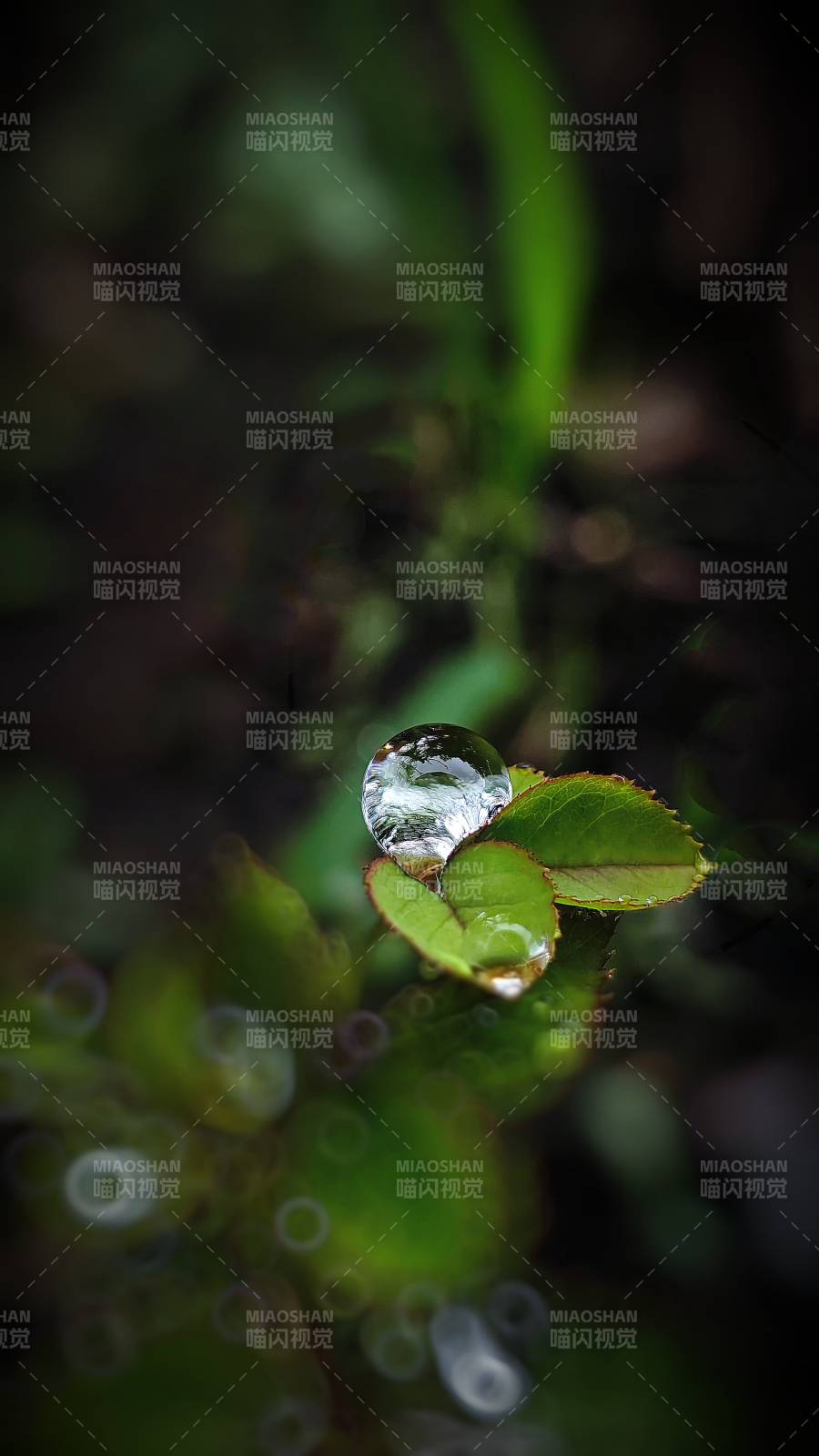 叶尖水滴 自然之美图片