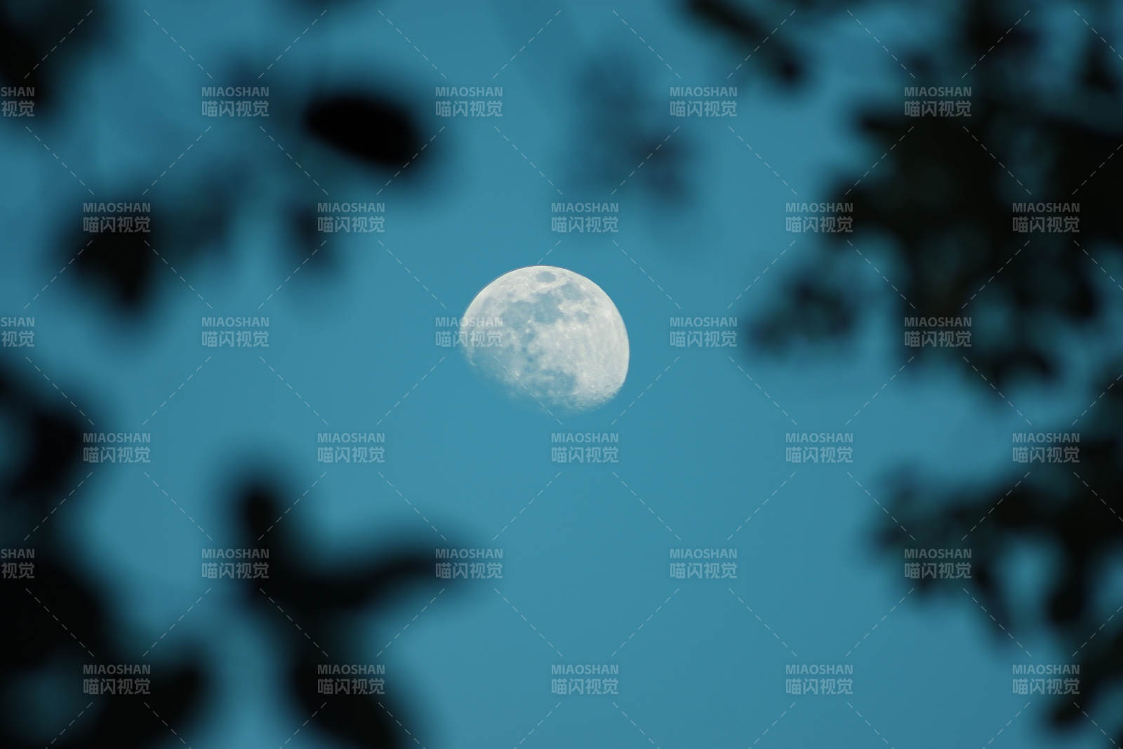 月夜树影朦胧美图片