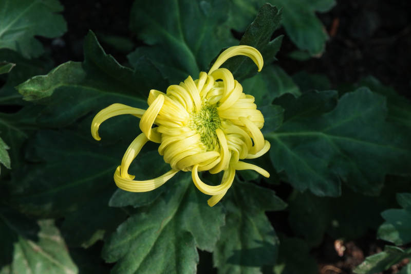 黄色菊花绽放于绿叶间图片