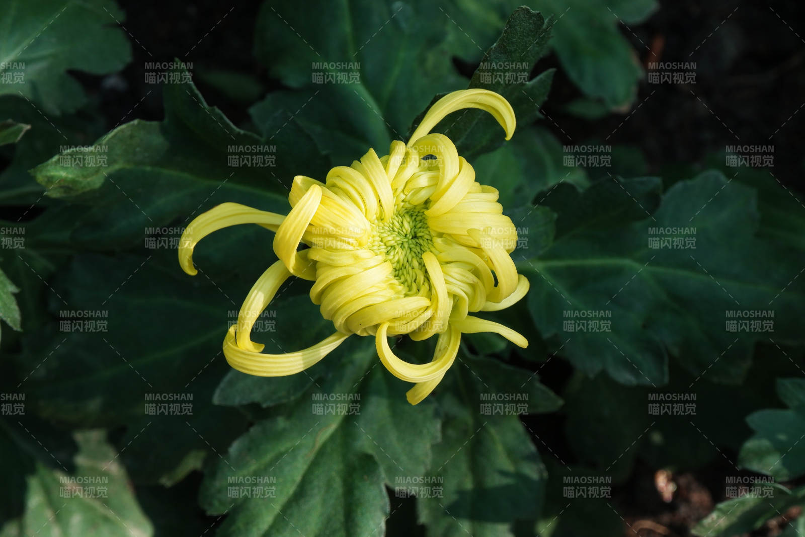 黄色菊花绽放于绿叶间图片