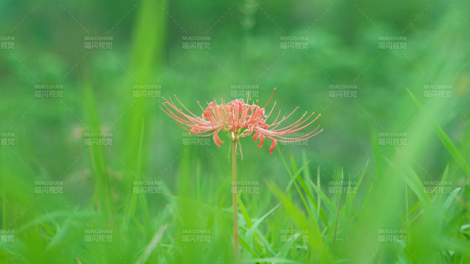 绿草丛中的红色彼岸花图片