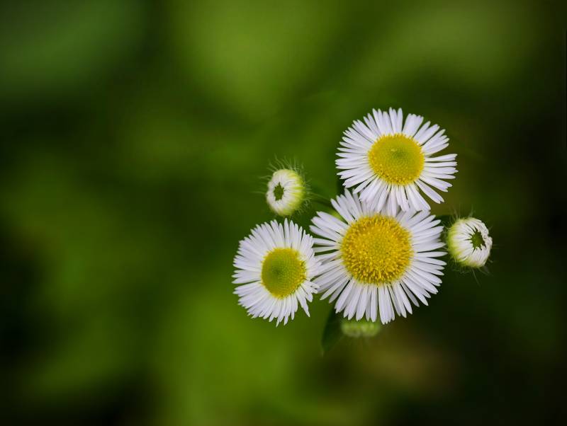 小雏菊的清新时光图片