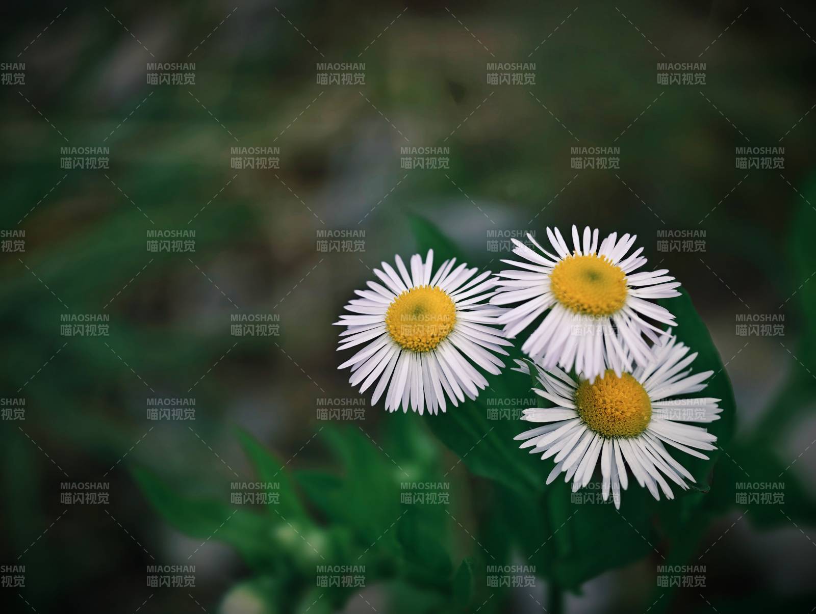 三朵小雏菊的静谧时光图片