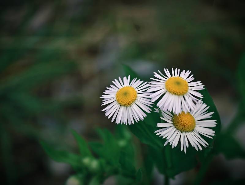 三朵小雏菊的静谧时光图片