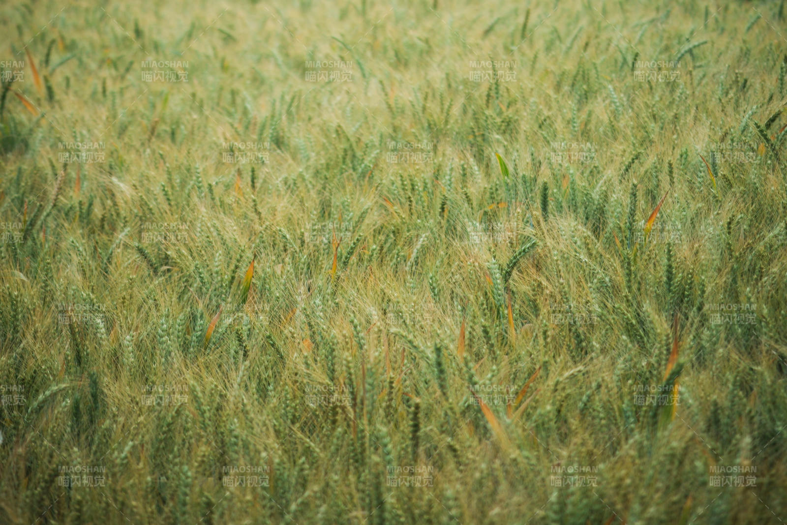 绿意盎然的麦田风光图片