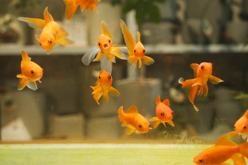 金鱼游动的水族箱景象图片