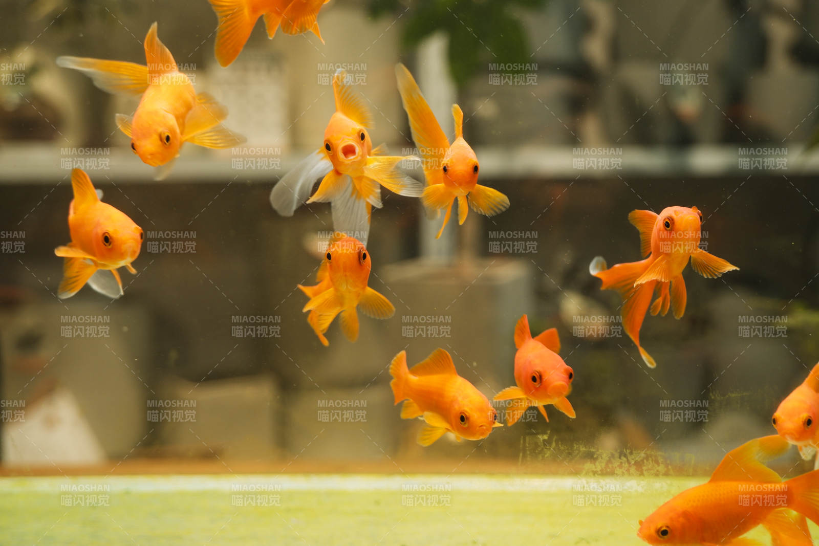 金鱼游动的水族箱景象图片