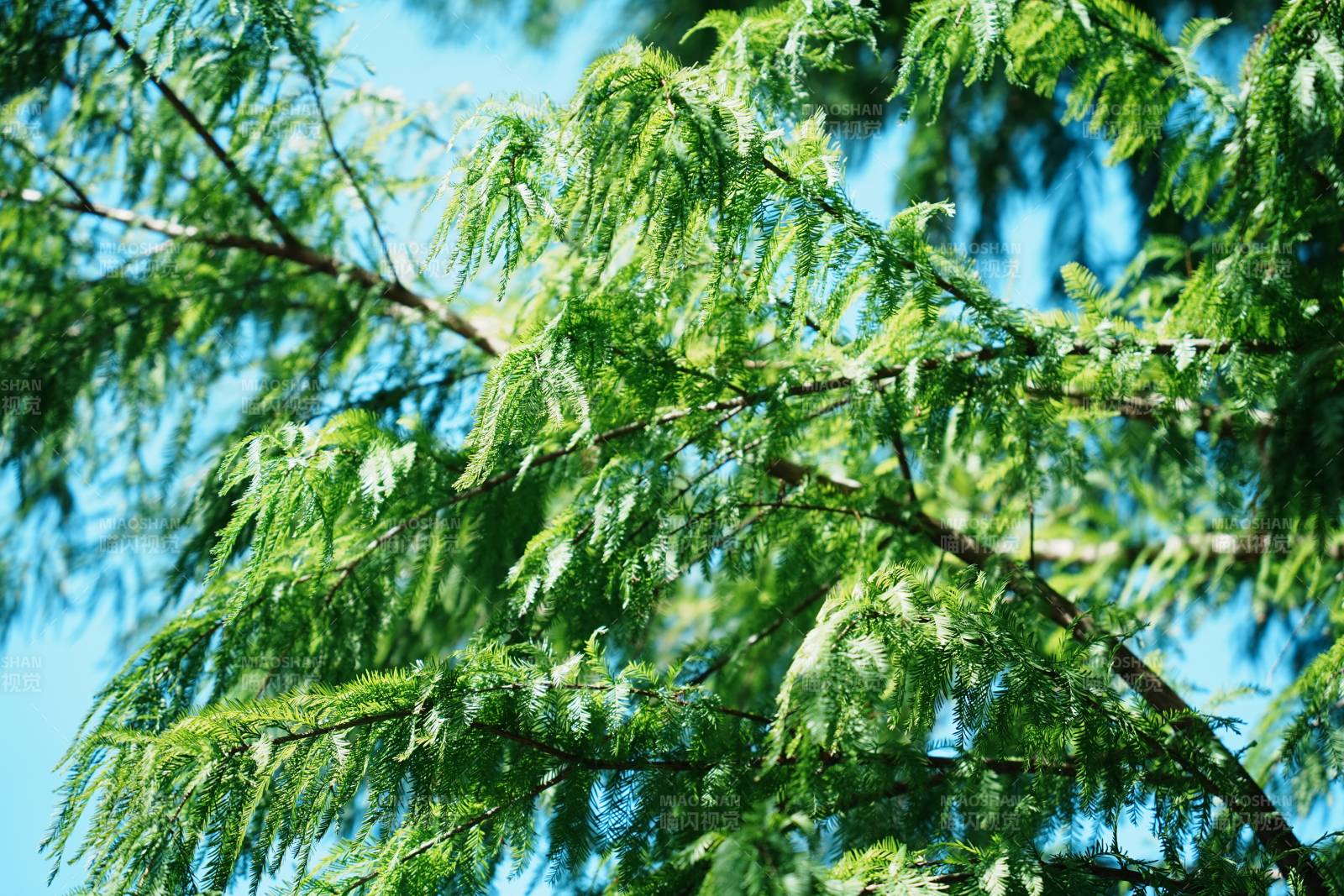 蓝天下的翠绿松枝图片