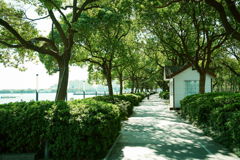 金鸡湖绿树成荫的公园小径图片