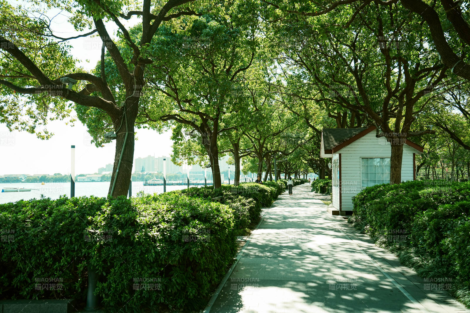 金鸡湖绿树成荫的公园小径图片