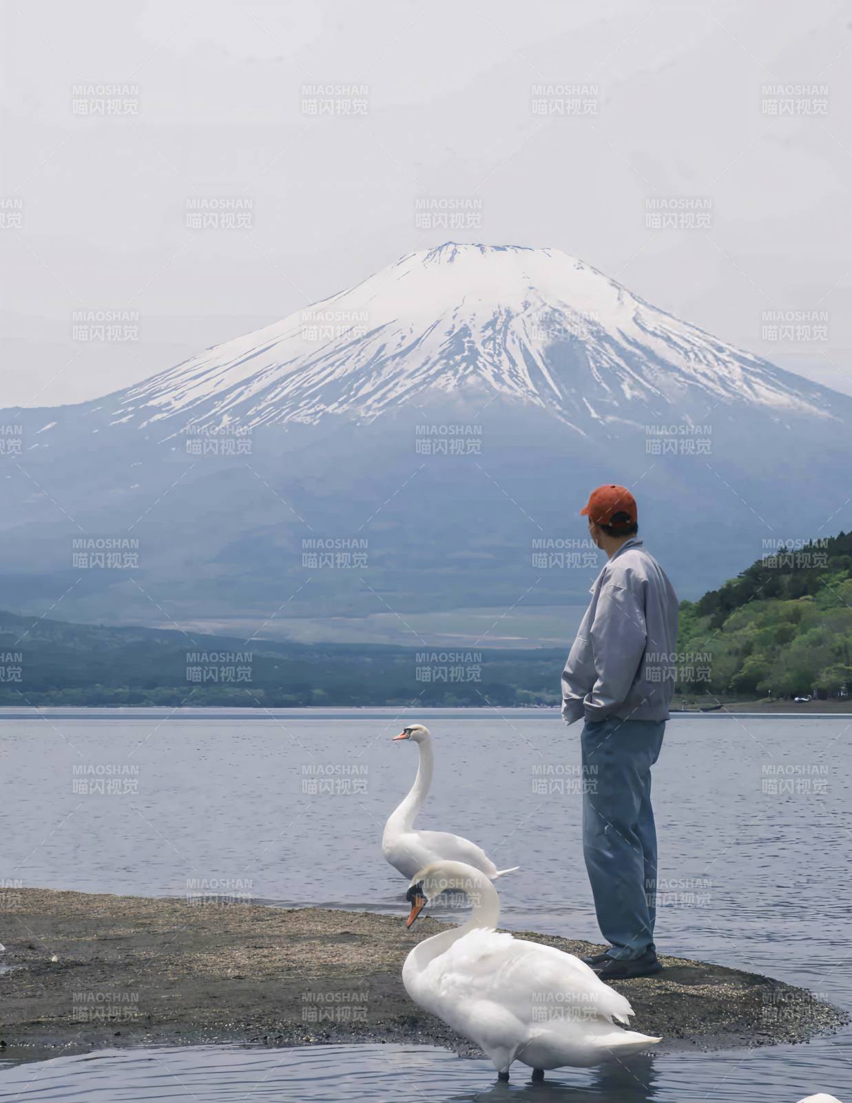 富士山下 人与天鹅共赏景图片