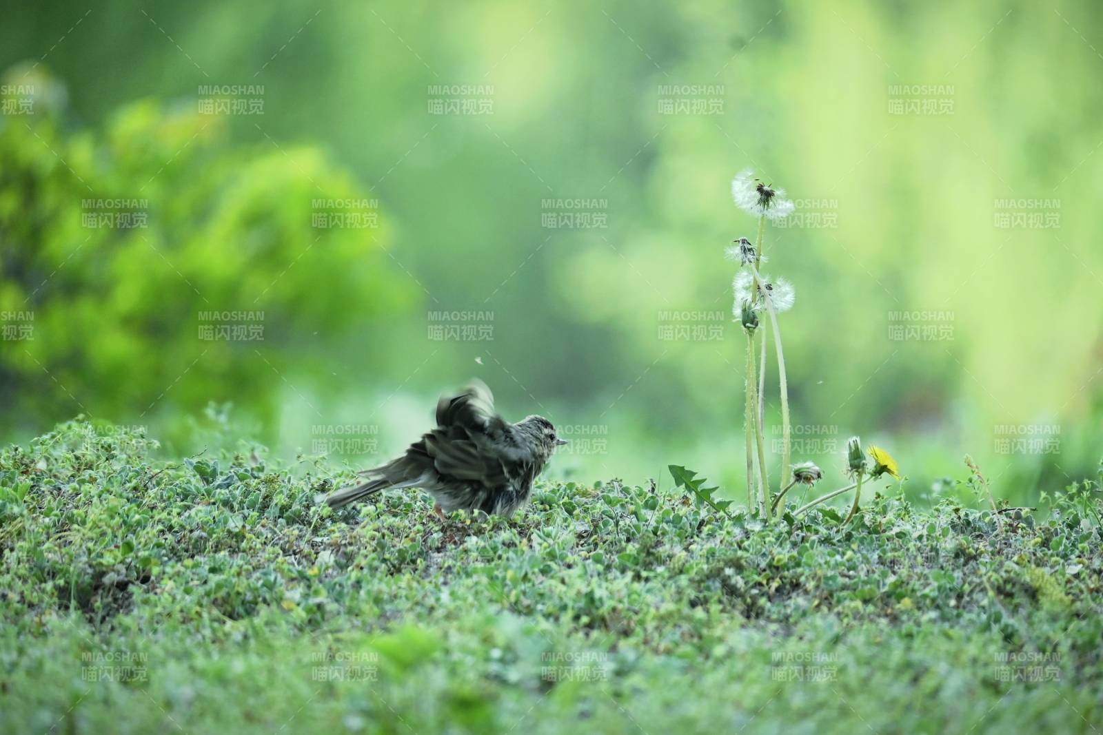 草地上的小鸟与蒲公英图片