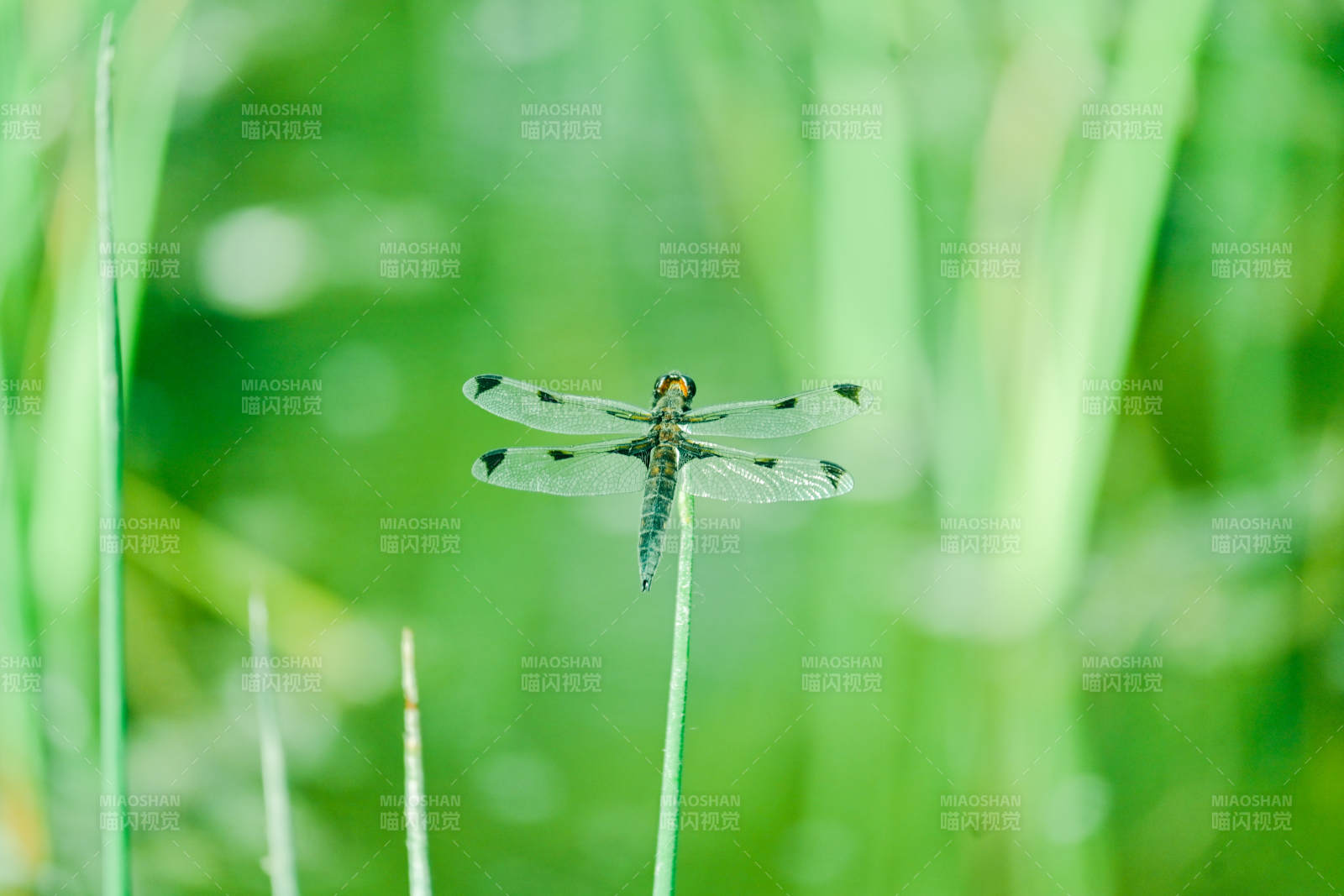 绿草丛中的蜻蜓图片