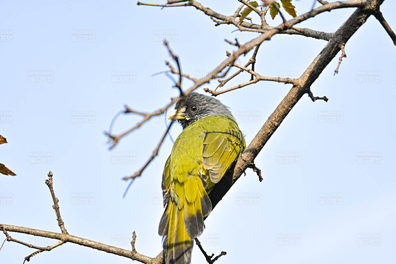 绿背山雀栖息枝头图片