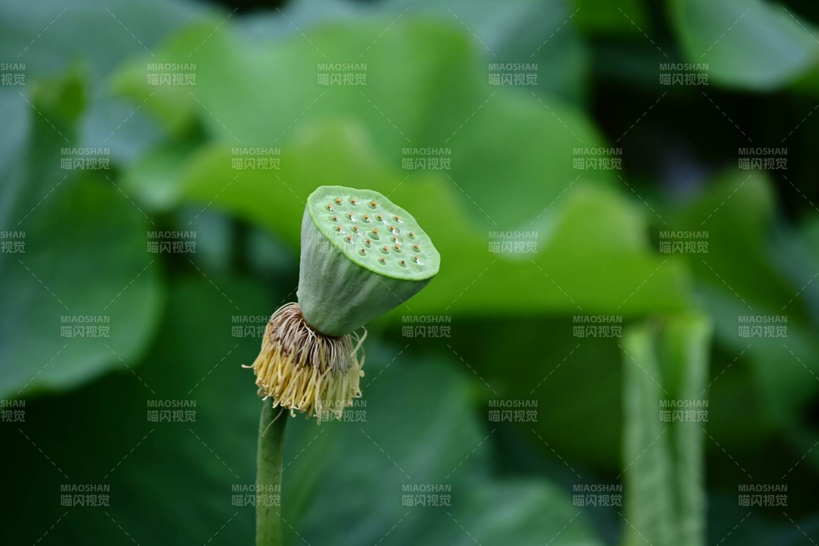 莲花凋谢后的莲蓬特写图片