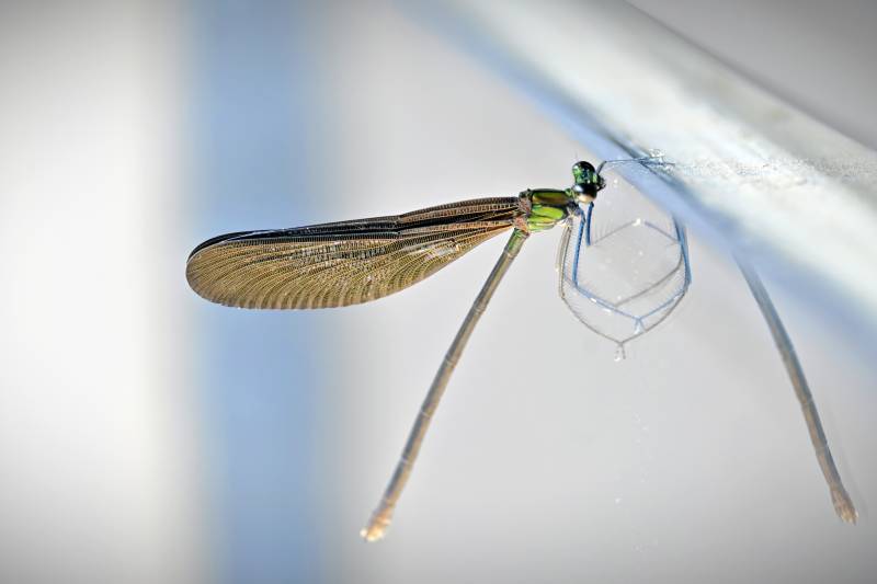 蜻蜓停歇 透明翅膀闪耀图片