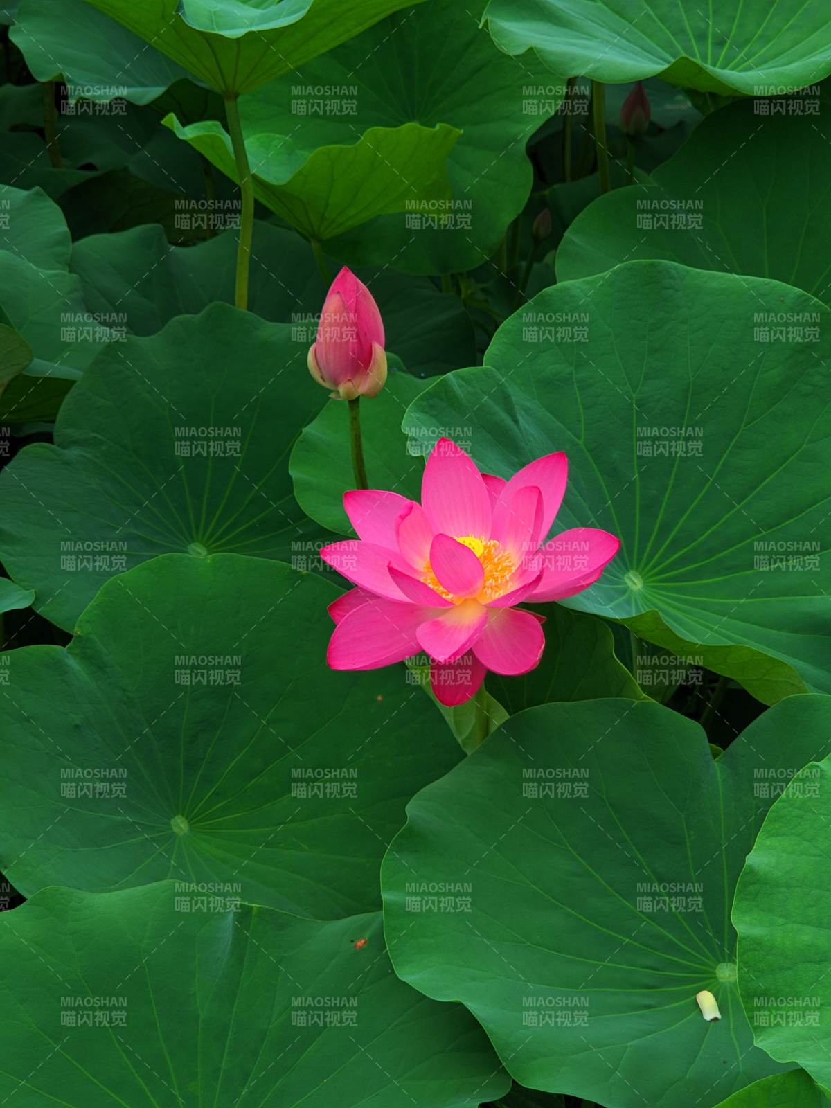 粉红莲花绽放绿叶间图片