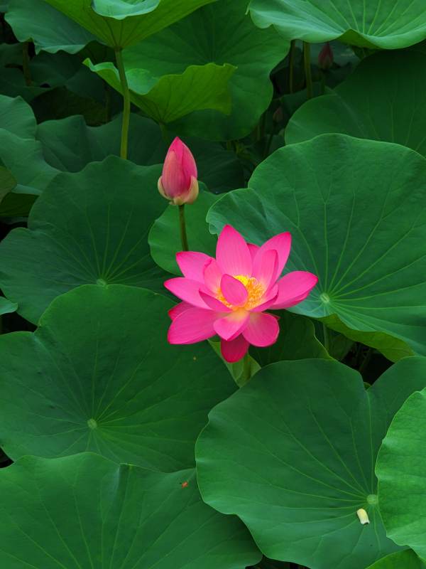 粉红莲花绽放绿叶间图片