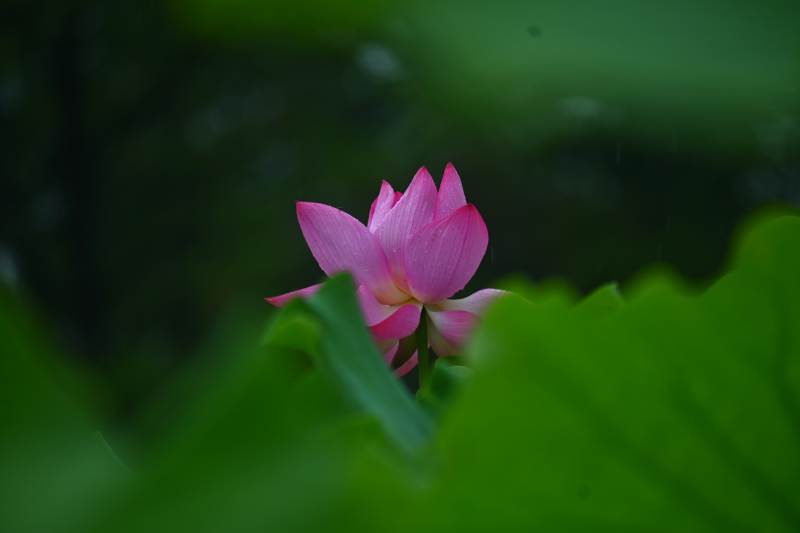 池中粉莲静谧绽放图片