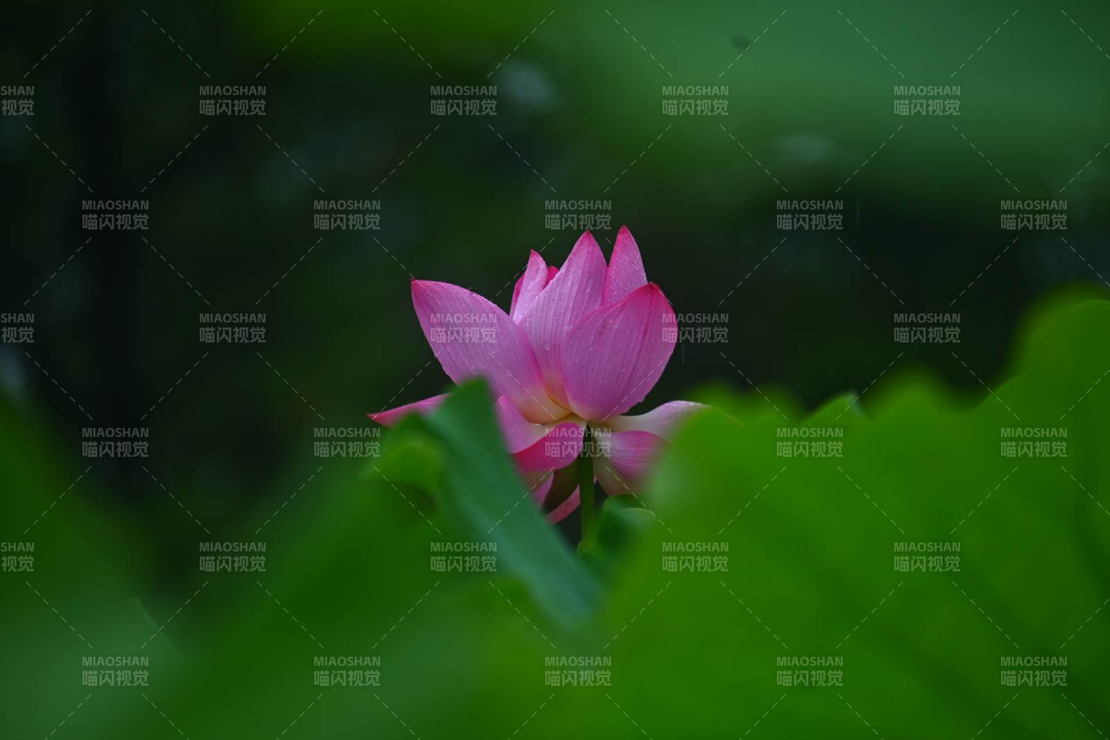 池中粉莲静谧绽放图片