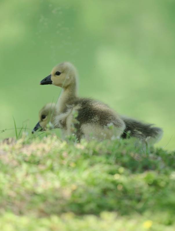 小鹅在草地上探索图片